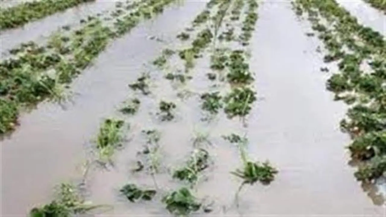 «الزراعة»: أمطار غزيرة بدءاً من الغد.. وعلى المزارعين إيقاف الرش والتسميد